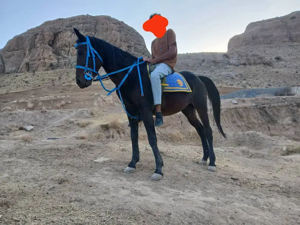 مادیان مشکی شش سال|اسب و تجهیزات اسب‌سواری|مرودشت, ژیان|دیوار