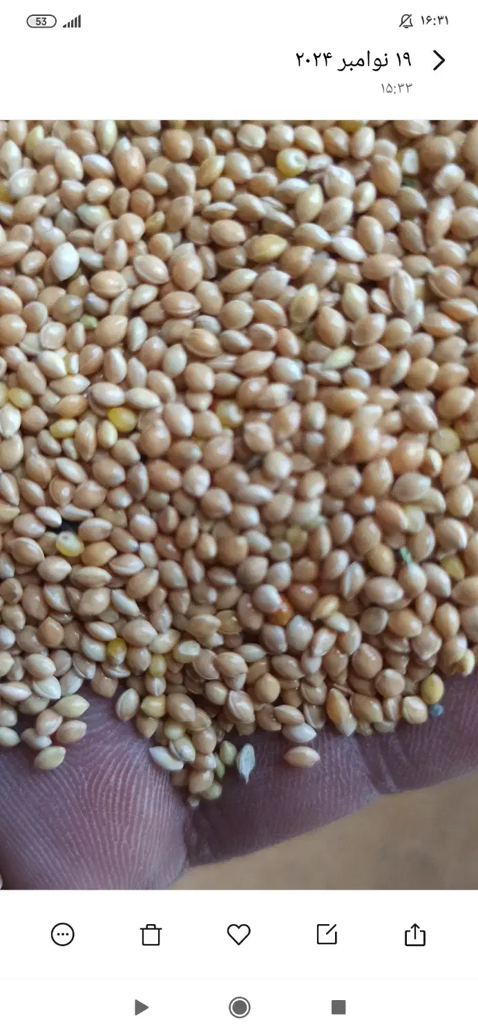 ارزن درشت بوجارشده|لوازم جانبی حیوانات|آشتیان, |دیوار