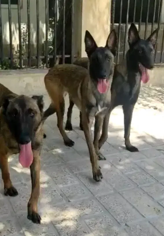 مالینویز سگ حرفه ای و نگهبان|سگ|کرج, کوی کارمندان جنوبی|دیوار