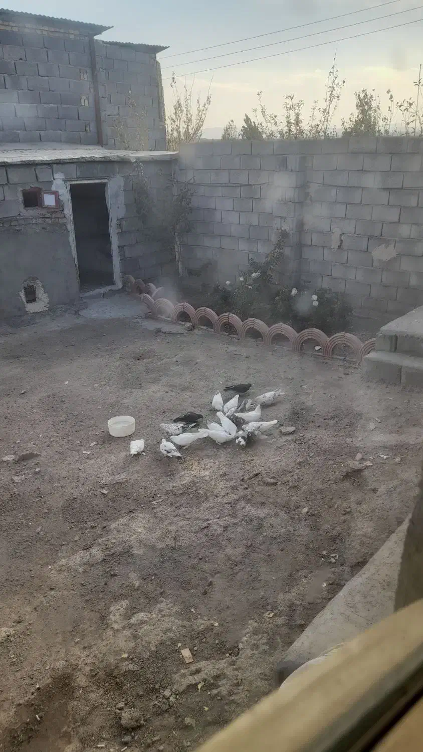 کفتر|پرنده|بستان آباد, |دیوار