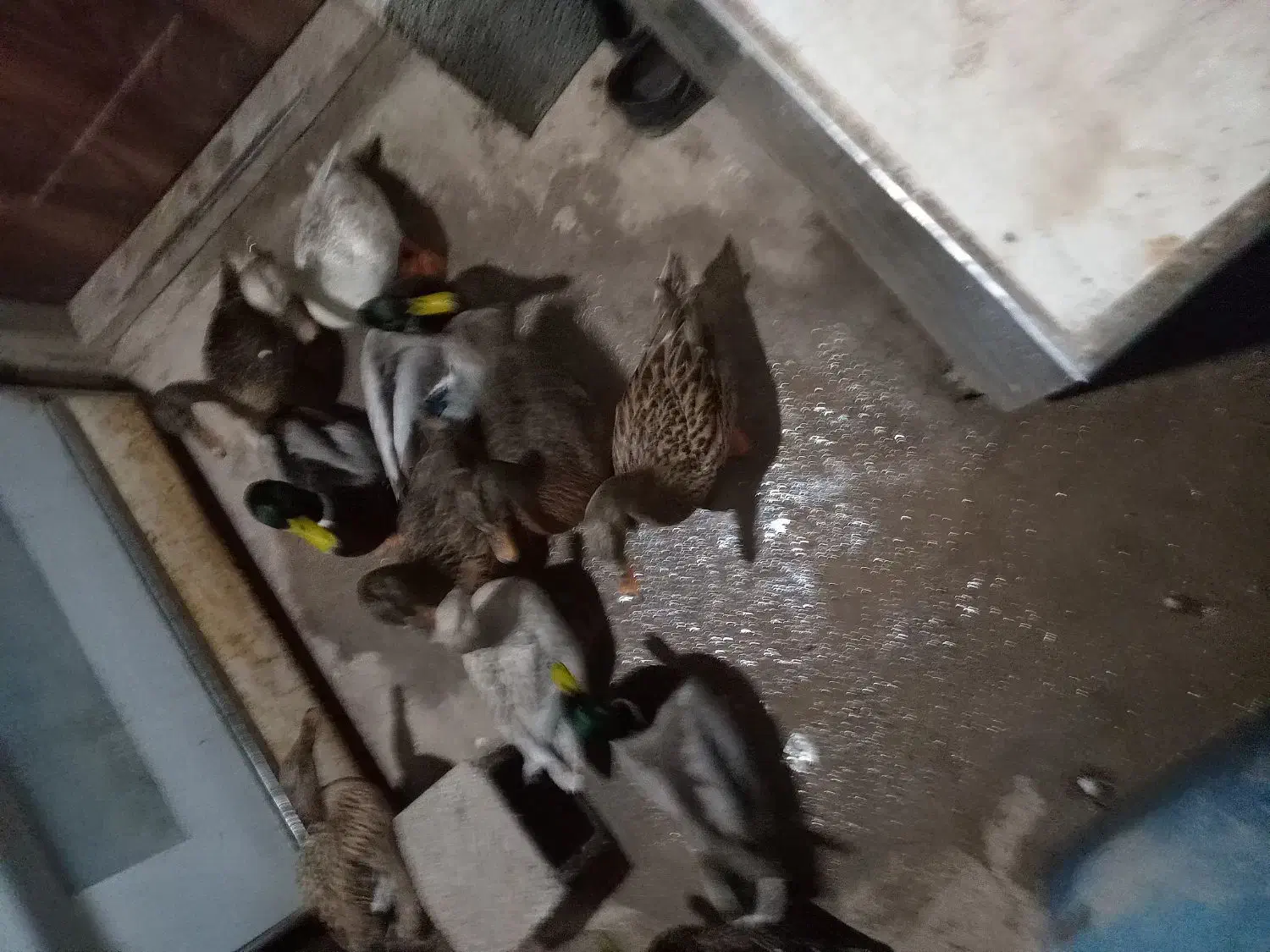 اردک پروازی|حیوانات مزرعه|رشت, پورسینا|دیوار