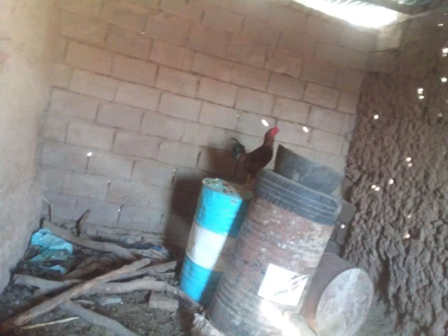 خروس لاری|حیوانات مزرعه|قاسمآباد (خواف), |دیوار