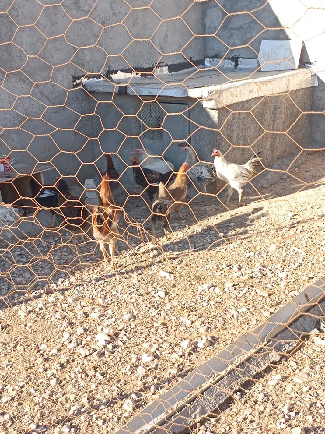 فروش خروس|حیوانات مزرعه|سرپل ذهاب, |دیوار