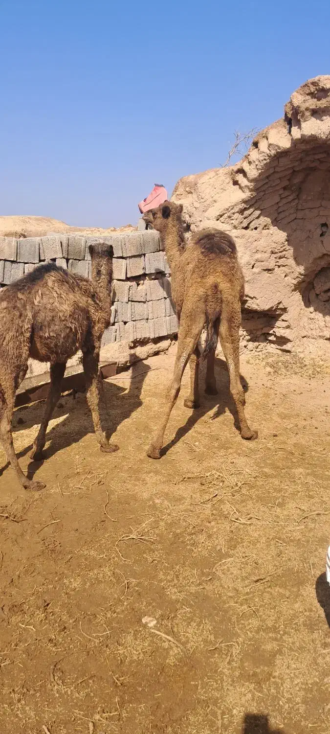 شتر|حیوانات مزرعه|جلگه ماژان, |دیوار