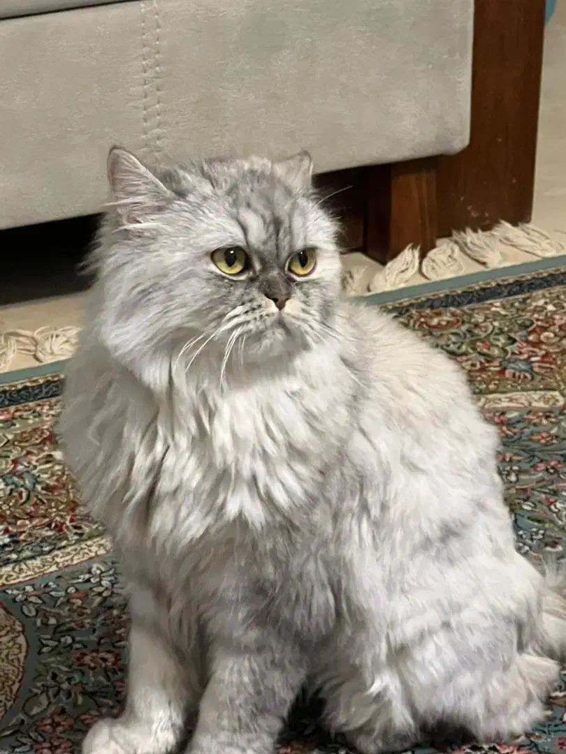 پرشین کلاسیک|گربه|پرند, فاز ۴|دیوار