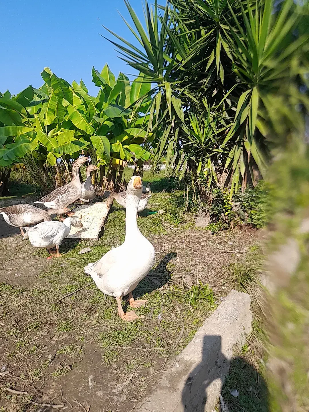 غوقاز وغاز دورگ نر موجوده|حیوانات مزرعه|چالوس, |دیوار