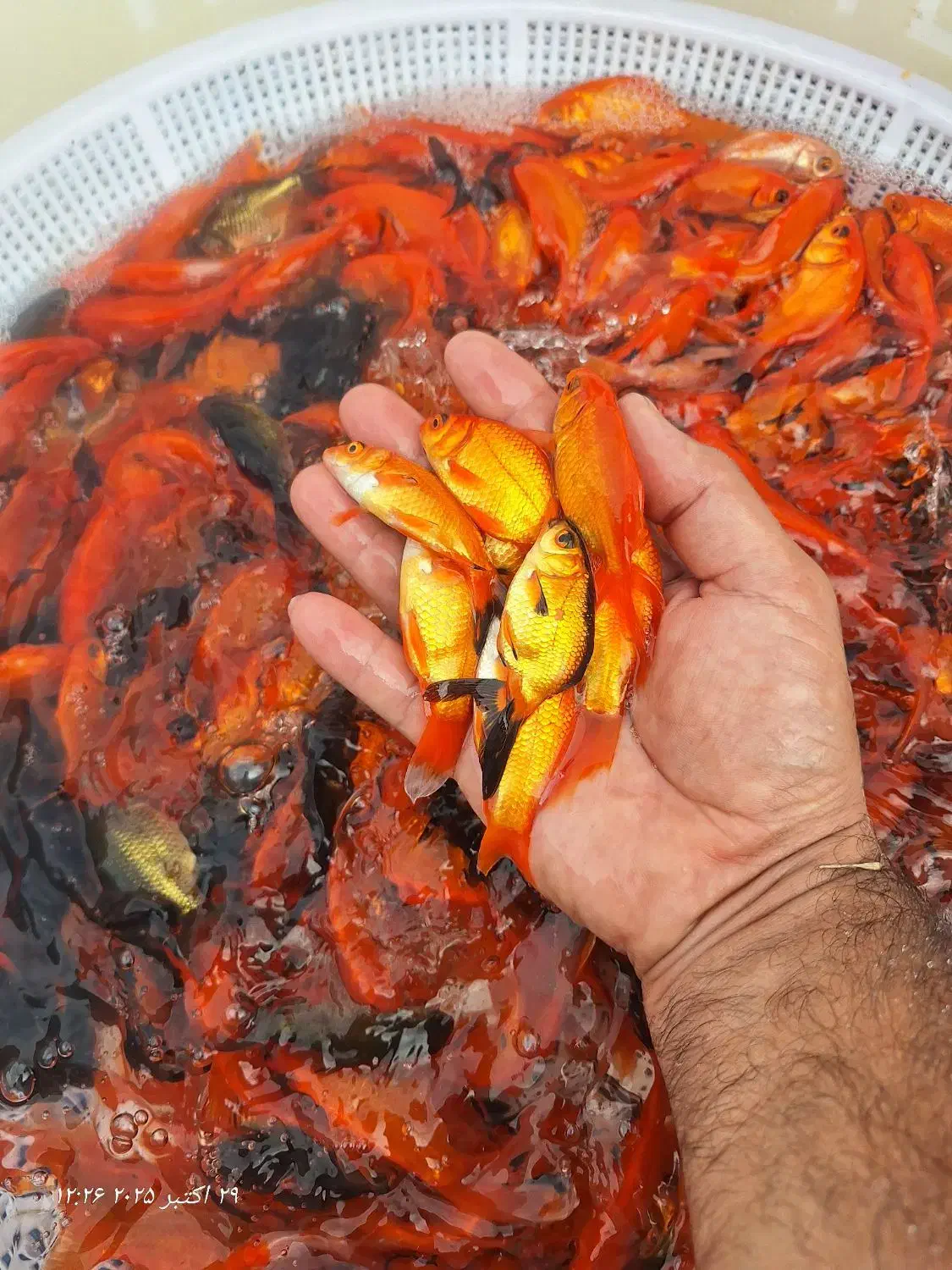 ماهی قرمز حدود ۳ بند|ماهی|سنگر, |دیوار