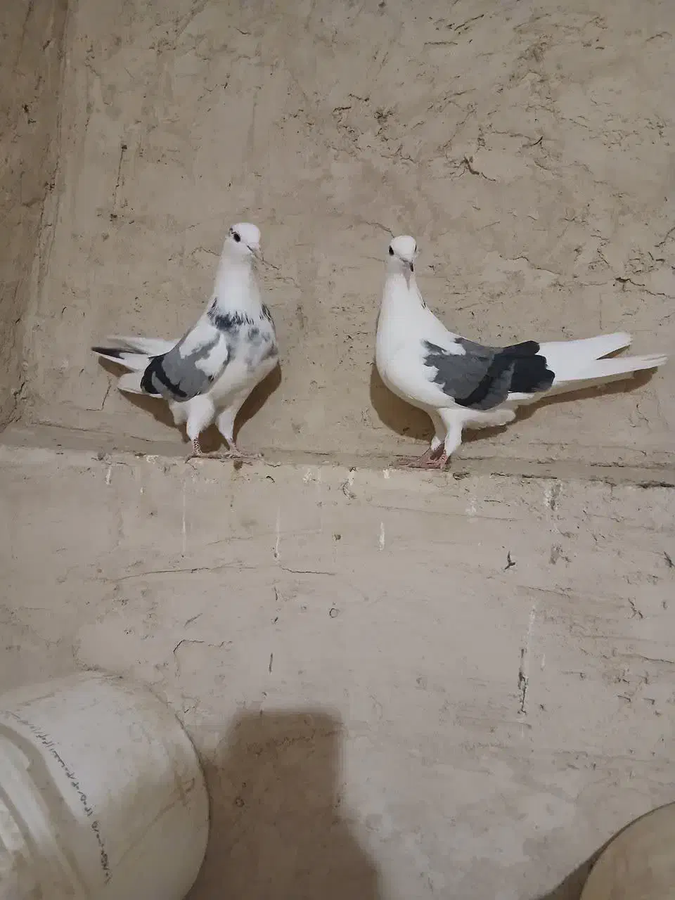 کفتر|پرنده|معصومیه, |دیوار