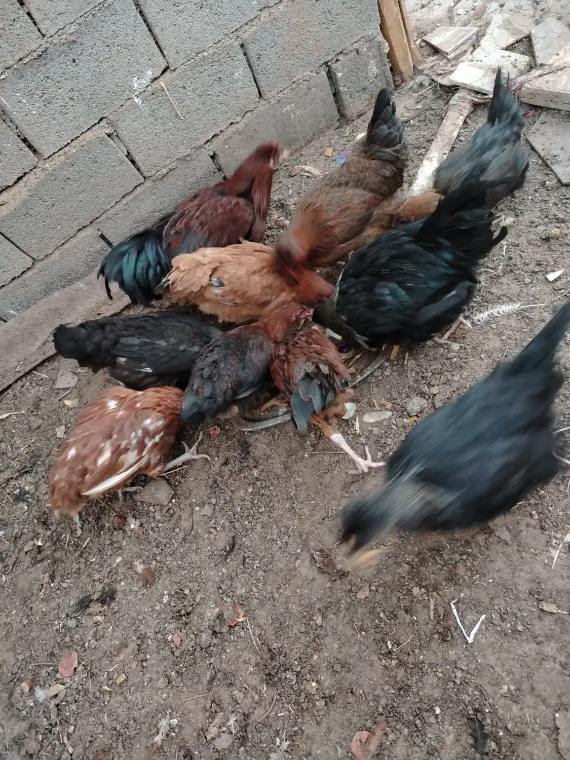 مرغ و خروس|حیوانات مزرعه|تربت جام, رضاآباد|دیوار