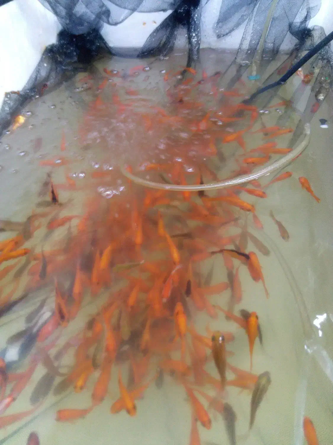 ماهی قرمز عید|ماهی|قم, انصار‌الحسین|دیوار