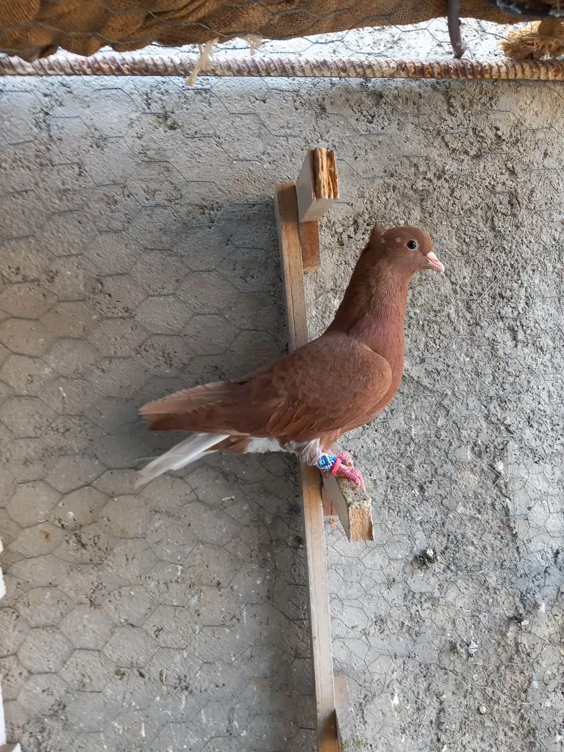 چند عدد بهبهانی|پرنده|فسا, |دیوار