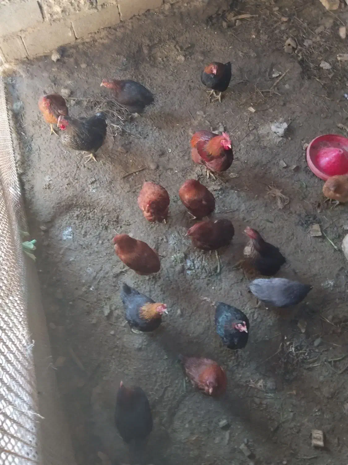 مرغ محلی|حیوانات مزرعه|مشهد, کلاته تیموری|دیوار