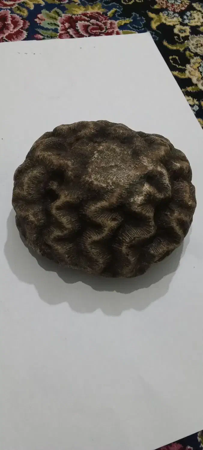 سنگ فسیل مغز|کلکسیون اشیاء عتیقه|کرمانشاه, |دیوار