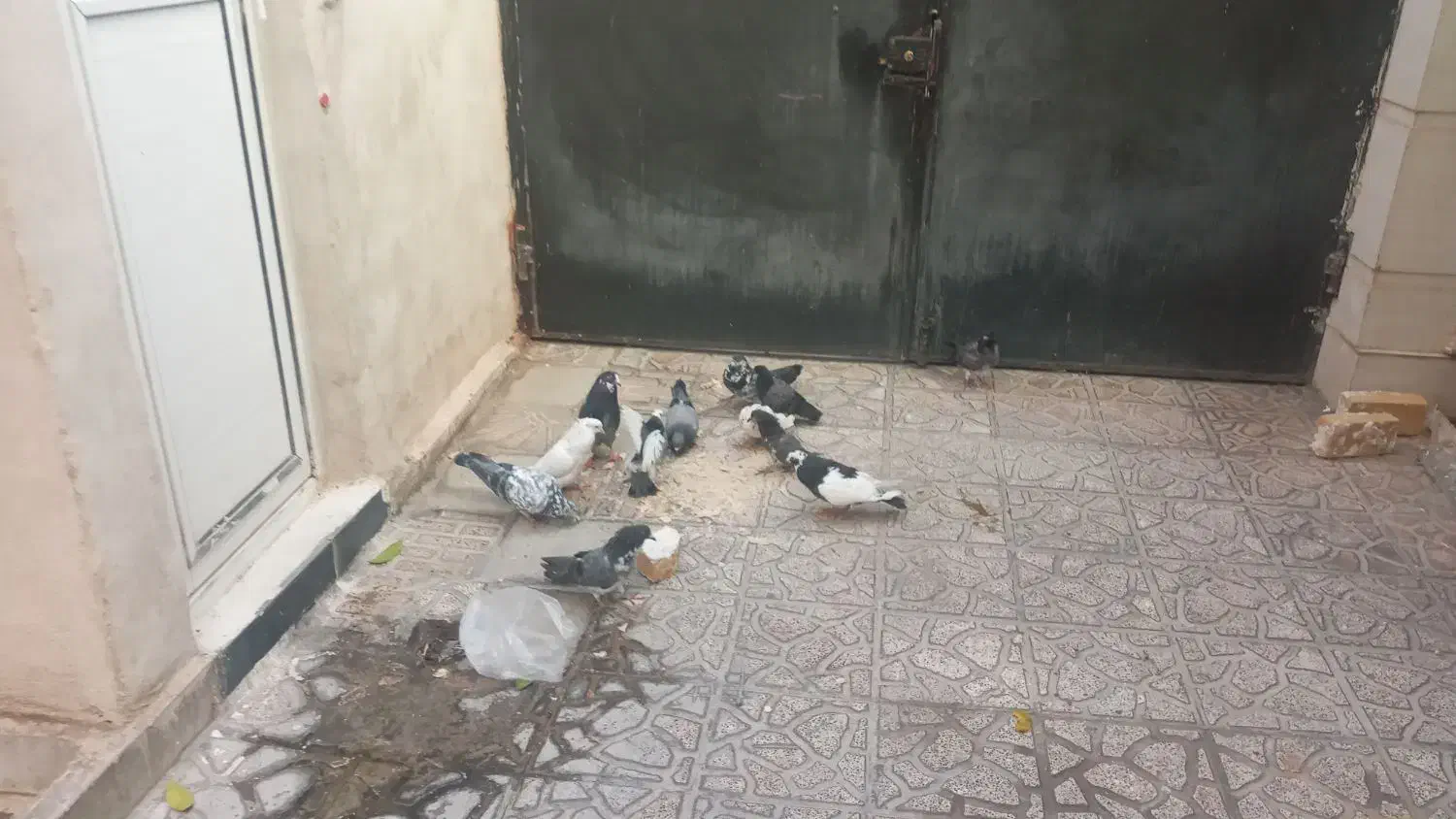 ۱۲کبوتر سالم و سرحال و تخم گذار|پرنده|ایوان, |دیوار