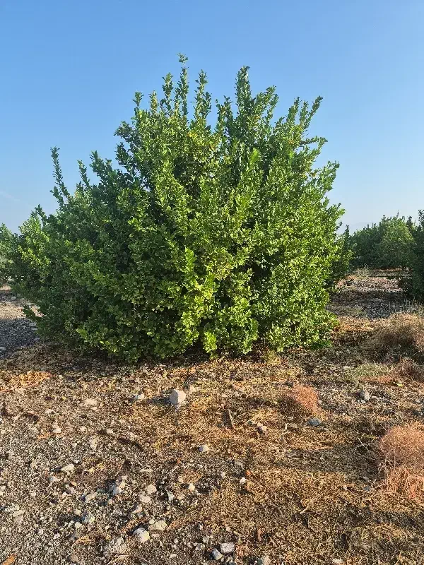 باغ مرکبات|فروش زمین و ملک کلنگی|جغین, |دیوار