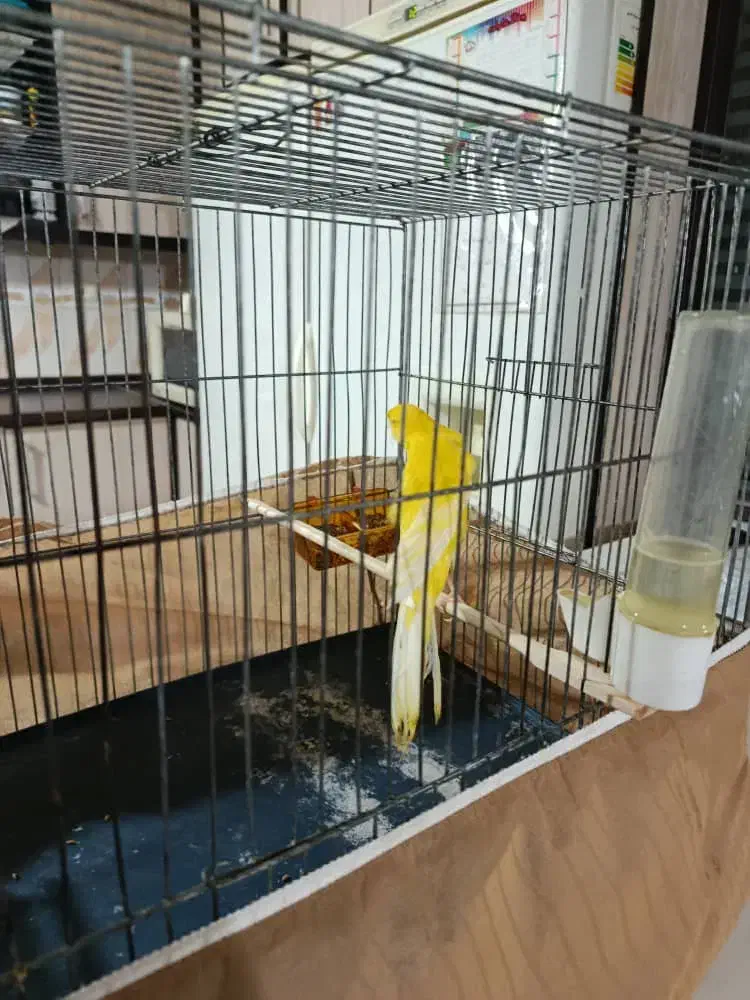 قناری نر مست|پرنده|هشتگرد, تهران دشت|دیوار