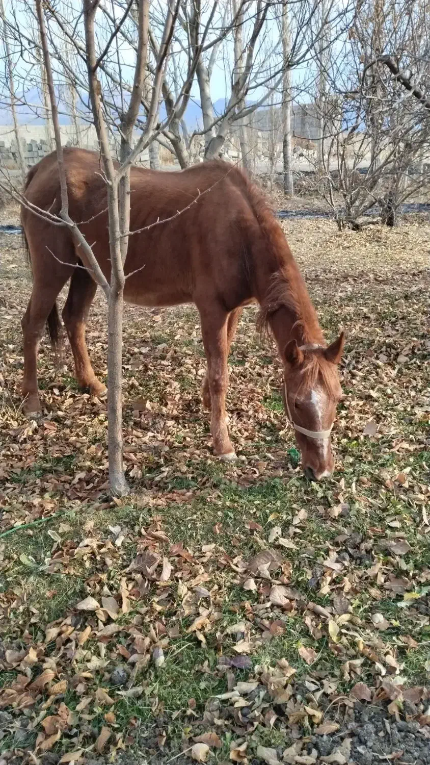 اسب کرد نجیب|اسب و تجهیزات اسب‌سواری|نوبران, |دیوار