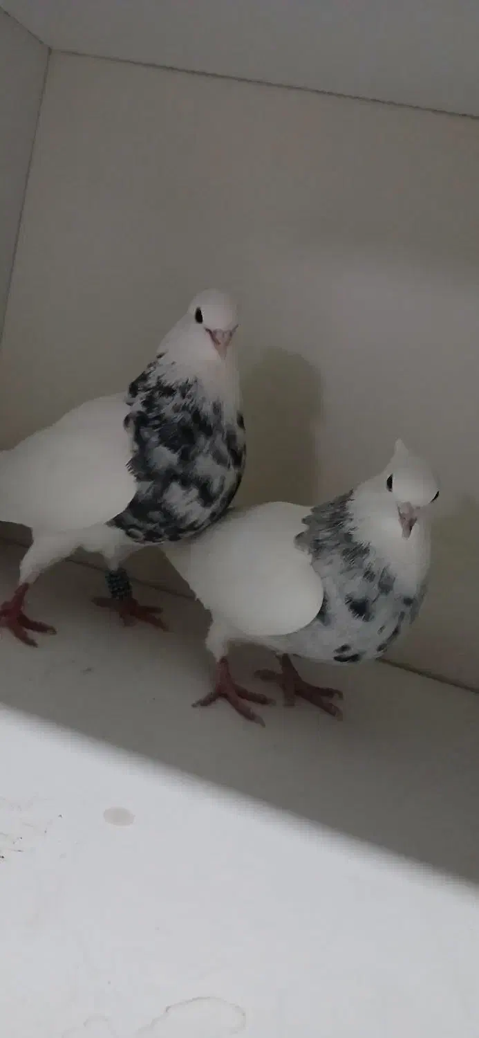 طوقی|پرنده|بدره, |دیوار