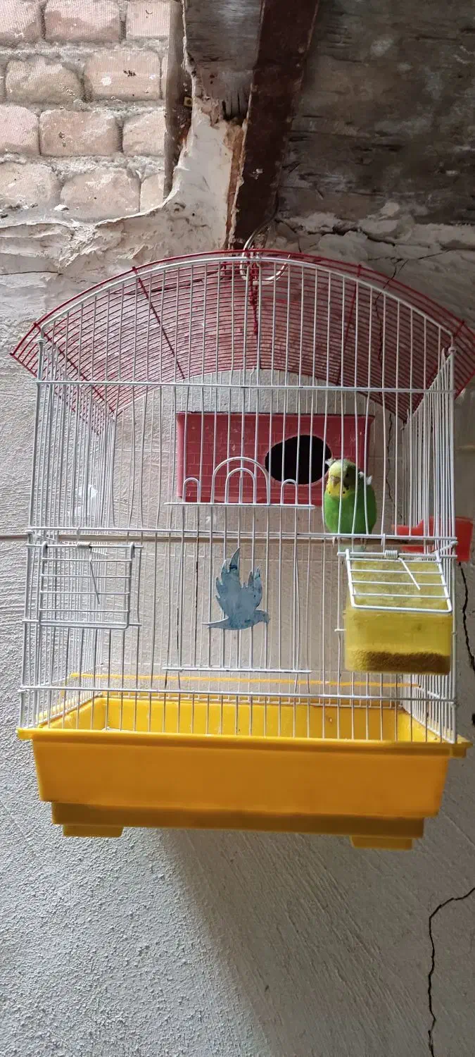 مرغ عشق باقفس|پرنده|پاکدشت, حصار امیر|دیوار