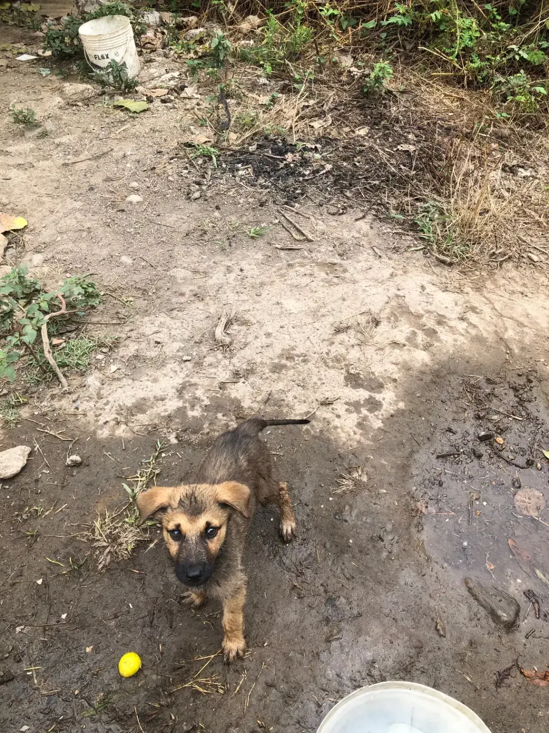 توله سگ نگهبان واگذاری|سگ|رشت, آتشگاه|دیوار