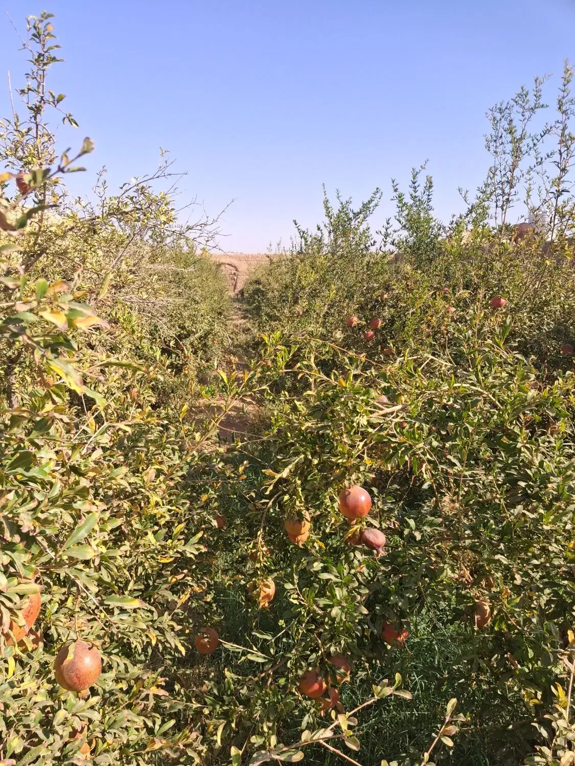فروش انار|خوردنی و آشامیدنی|میبد, |دیوار