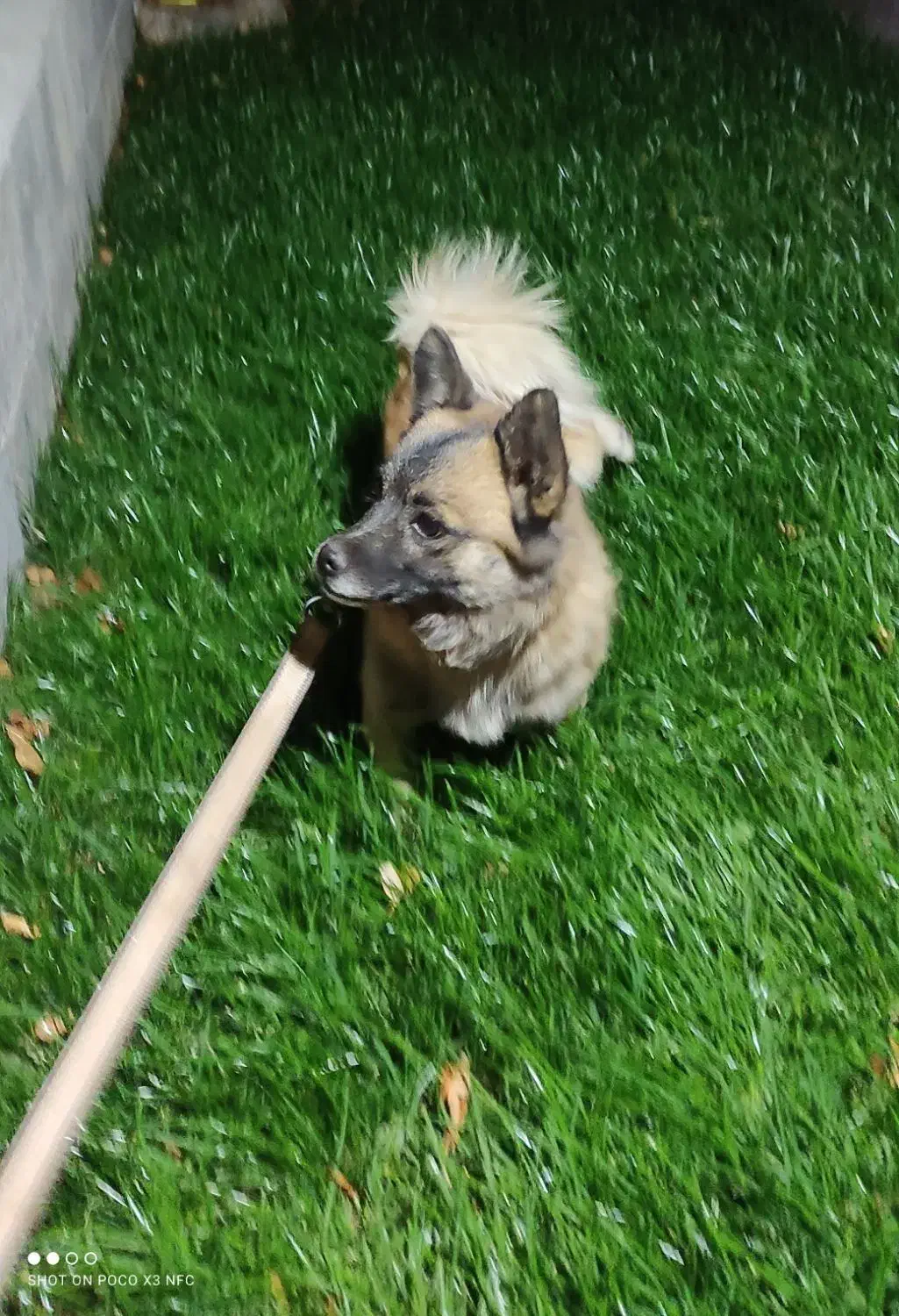 سگ خارجی|سگ|اقلید, |دیوار