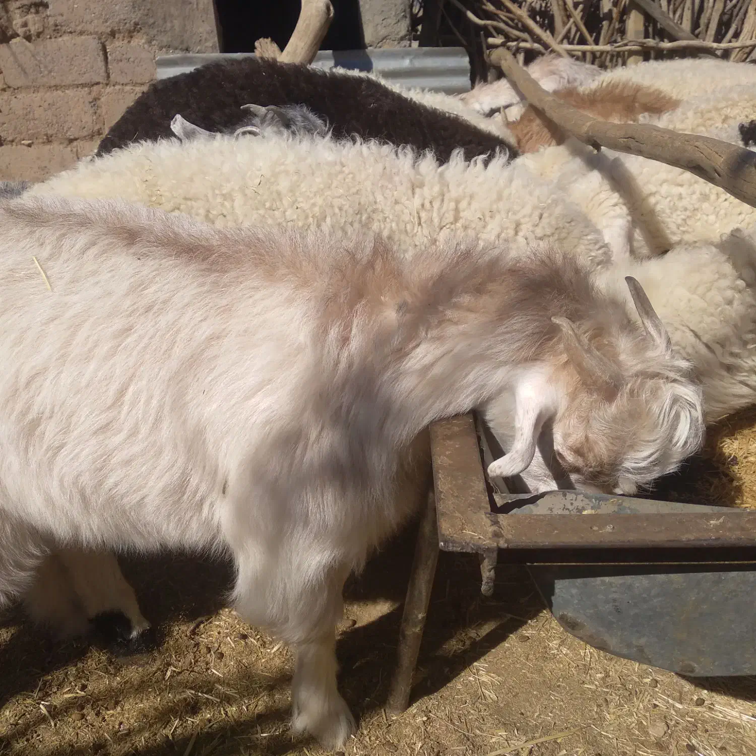 بز ابستن|حیوانات مزرعه|سیرجان, |دیوار