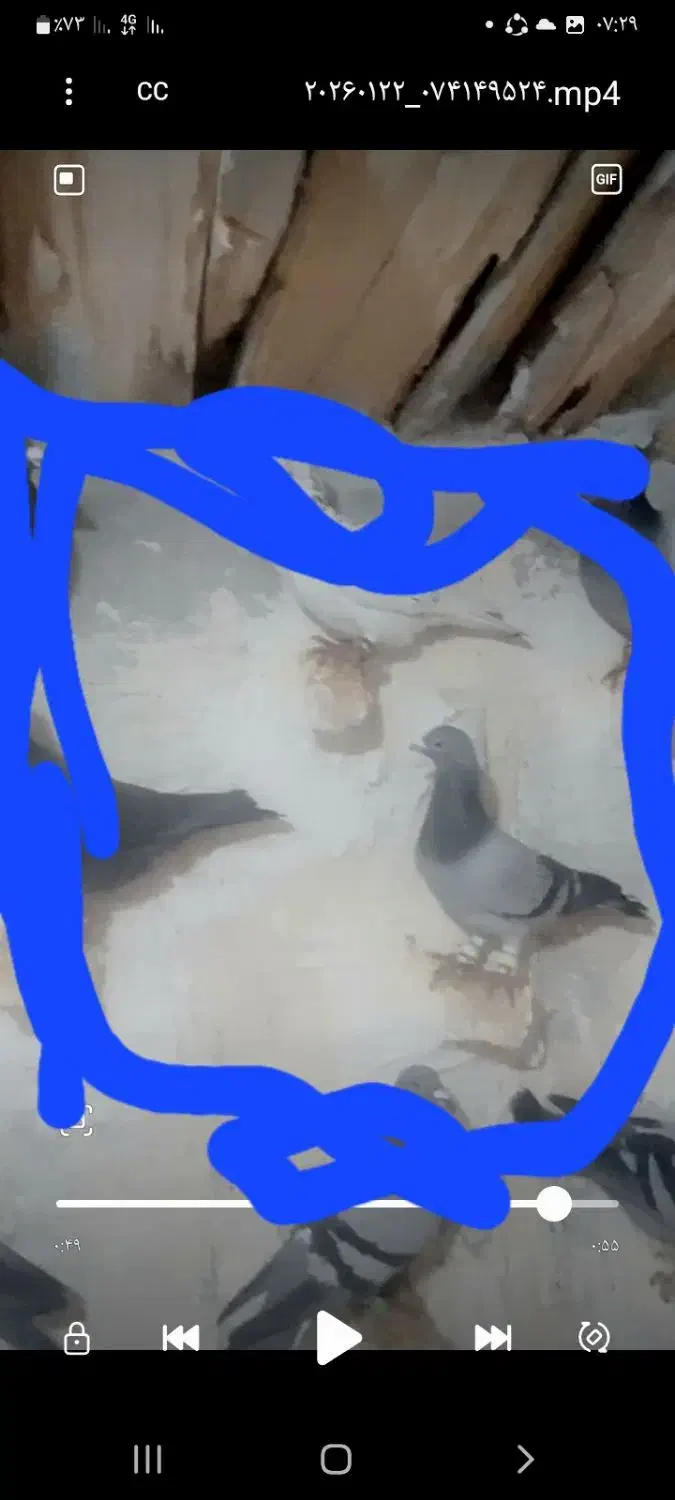 کبوتر گمشده|حیوانات|شیروان (خراسان), |دیوار