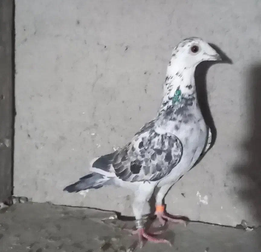 ماده سار|پرنده|بافت, |دیوار