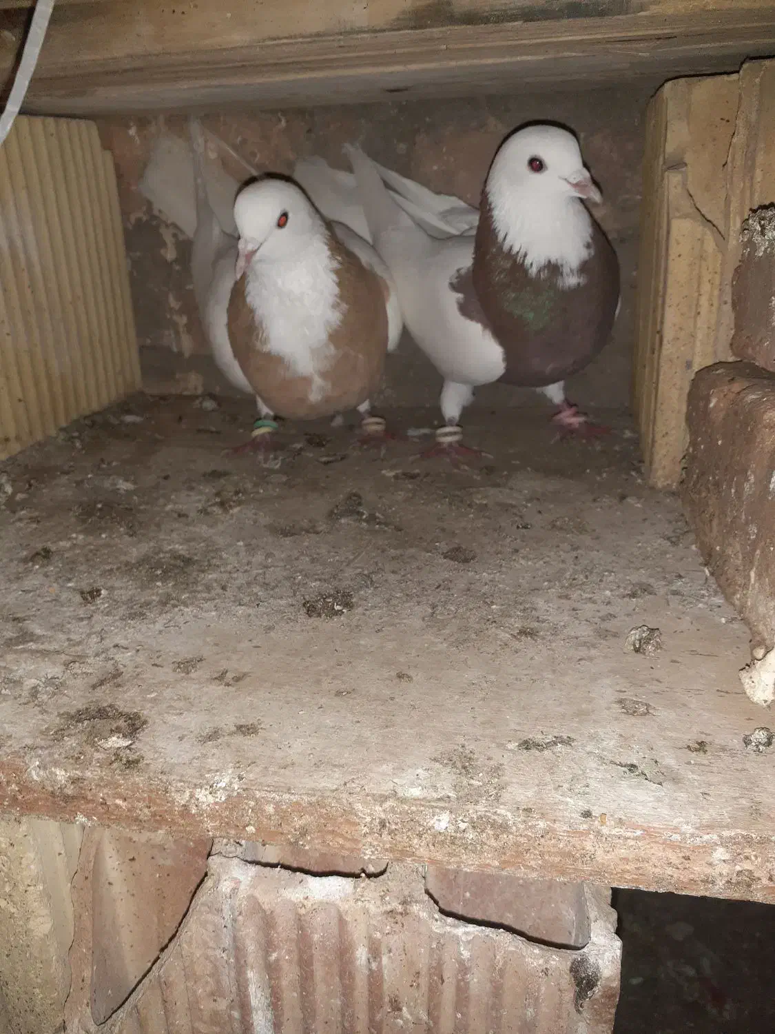 حیوان|پرنده|قائن, |دیوار