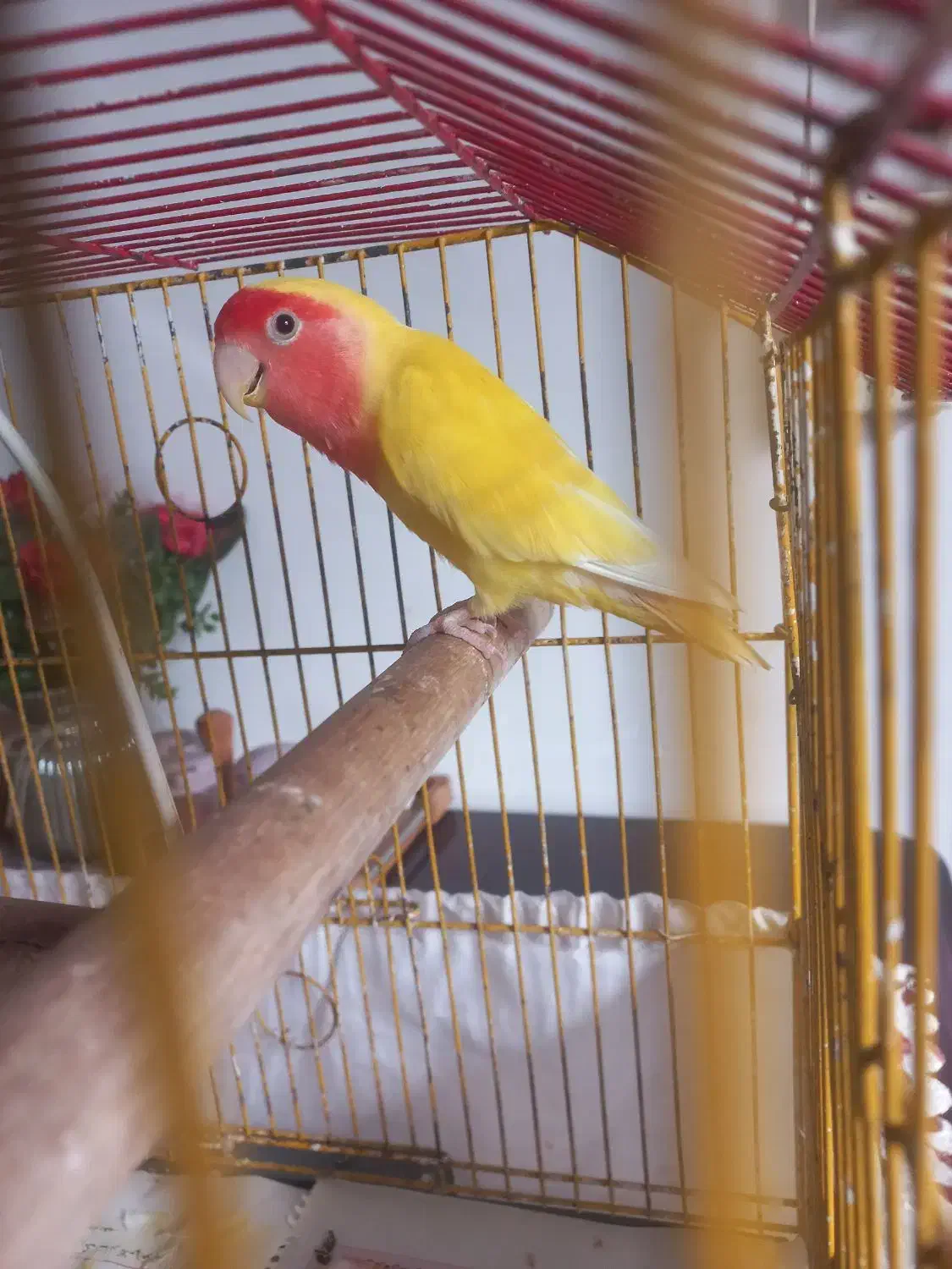 برزیلی هلوی|پرنده|سنگر, |دیوار