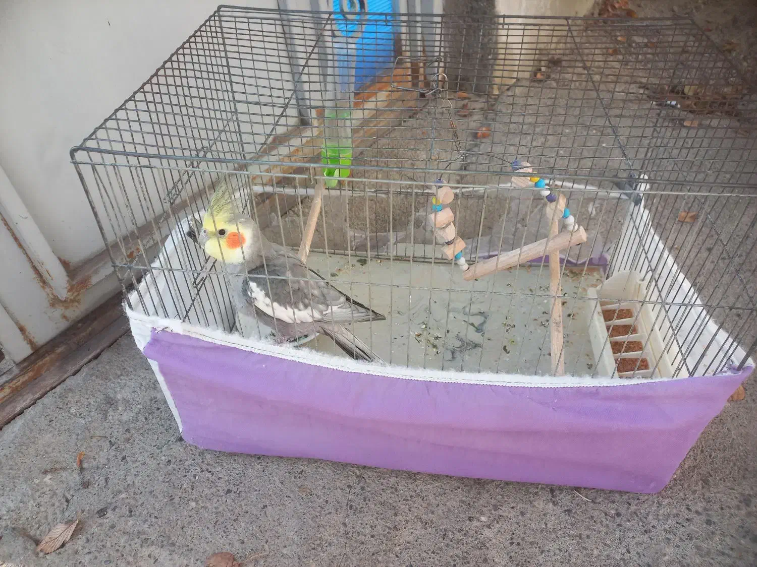 عروس هلندی|پرنده|بازرگان, |دیوار