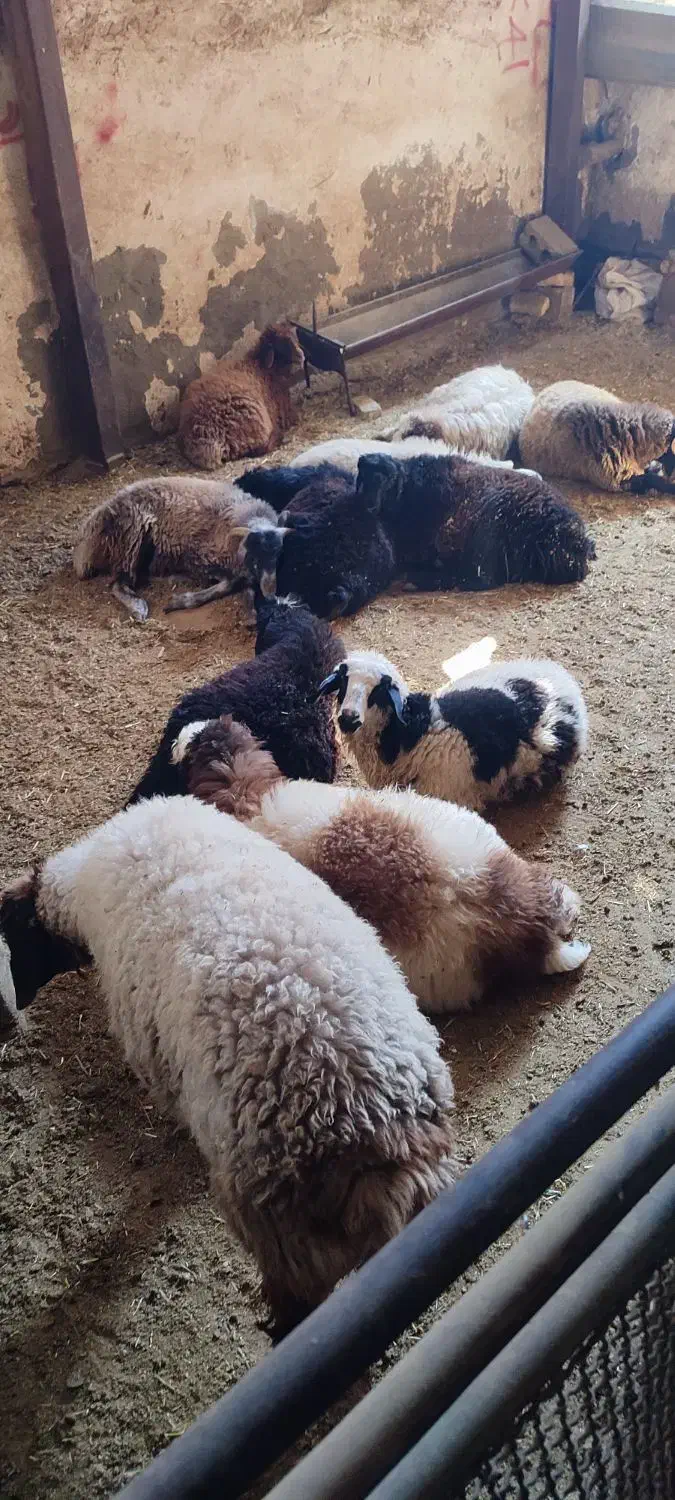 بره زنده|حیوانات مزرعه|خمینی‌شهر, |دیوار