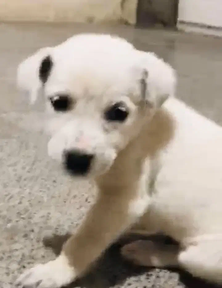 فروشی|سگ|قشم, |دیوار