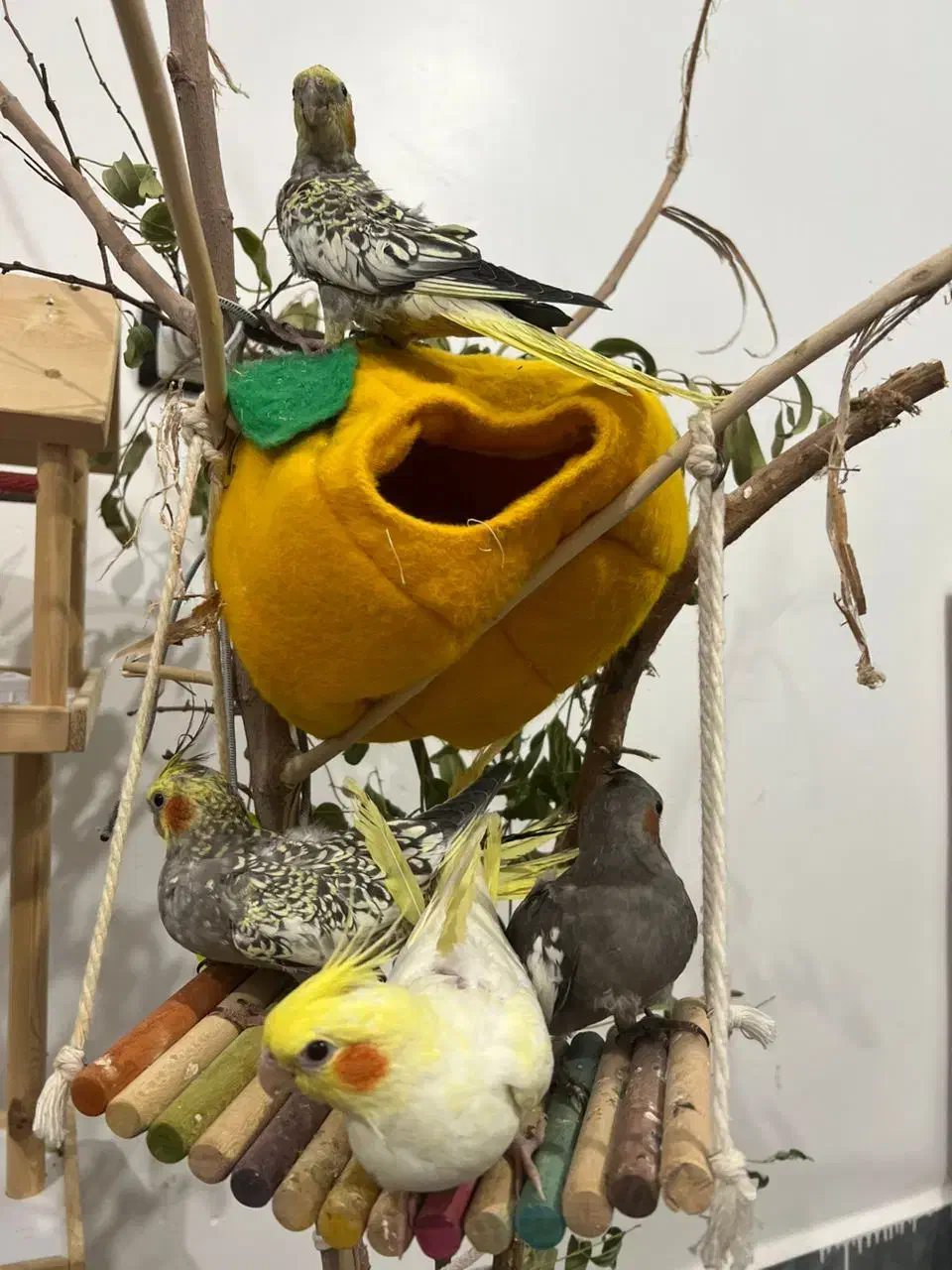 جوجه عروس هلندی|پرنده|دهلران, |دیوار