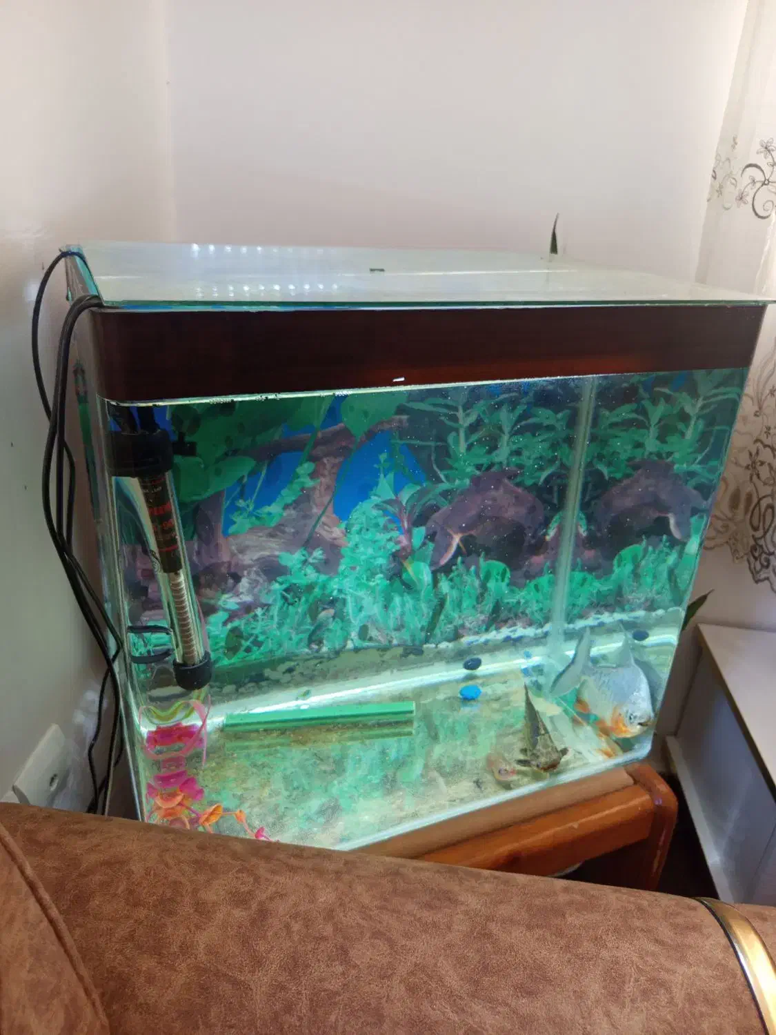 اکواریوم گوشت خوار|ماهی|سنندج, |دیوار