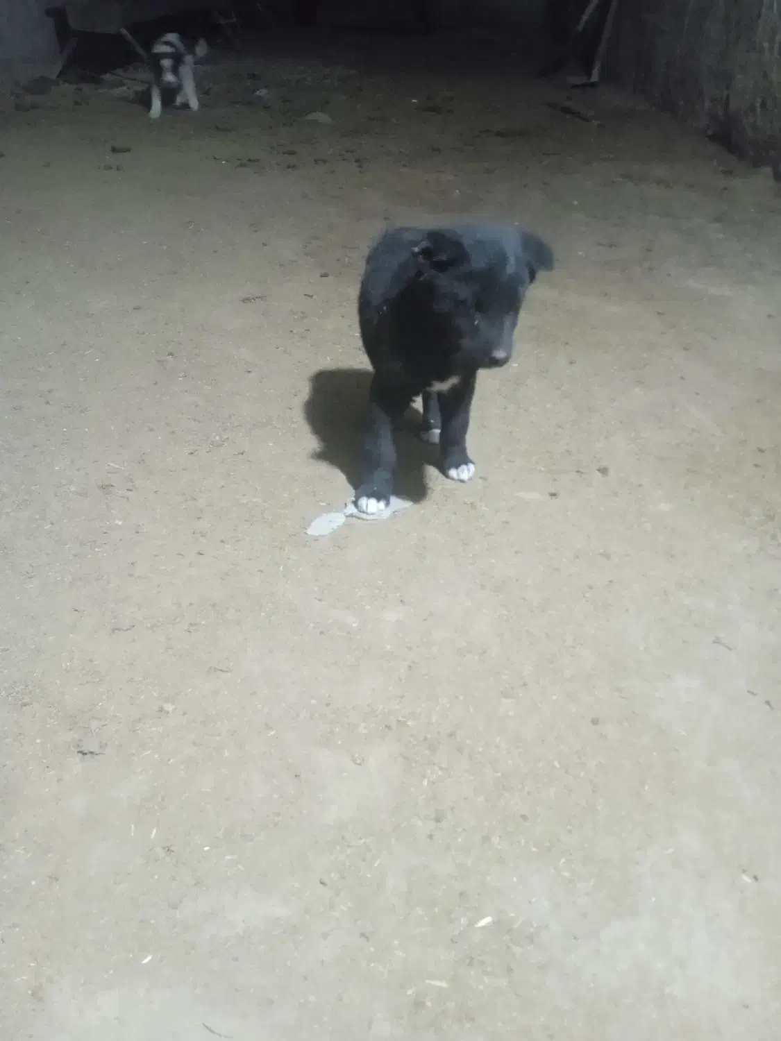 توله نر لاس با مادر ش|سگ|دهاقان, |دیوار