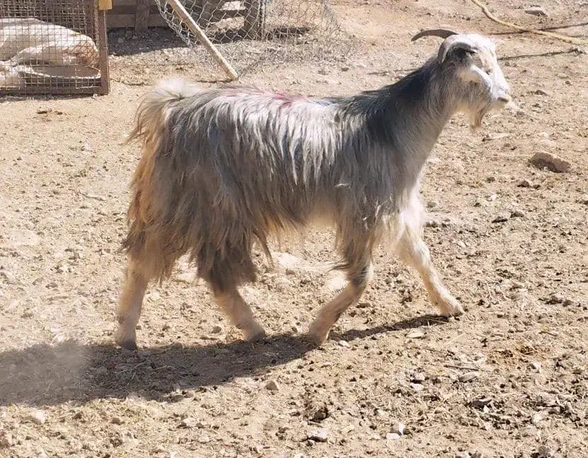 کهره چاق|حیوانات مزرعه|مرودشت, پشت سایپا‎|دیوار