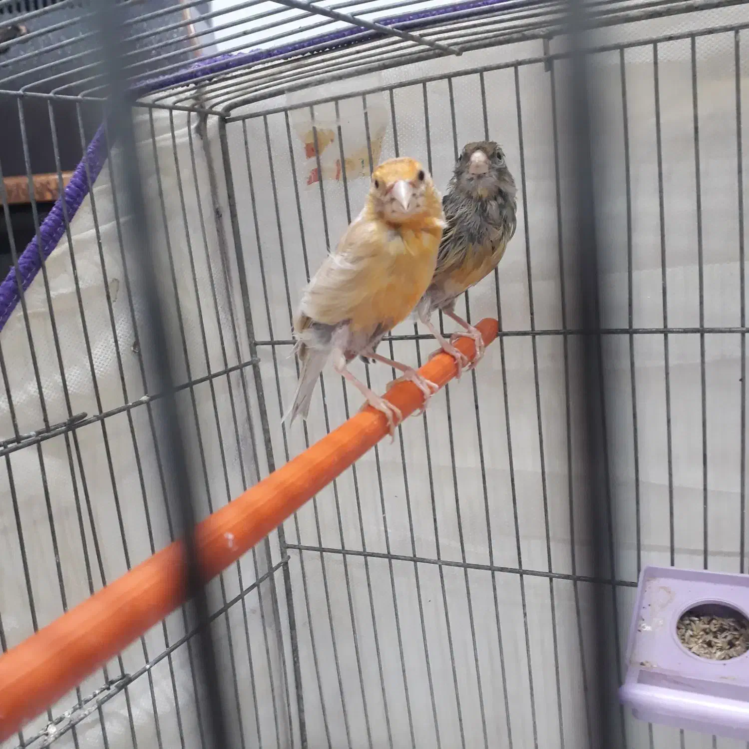 قناری ماده|پرنده|کرمان, |دیوار