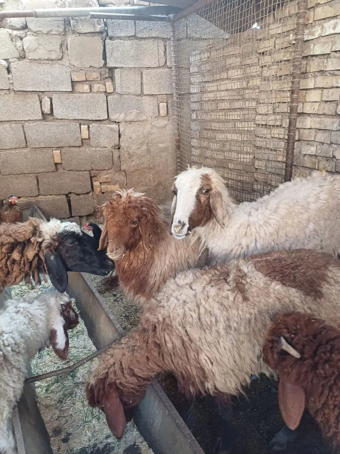 گوسفند یابره|حیوانات مزرعه|اهواز, منازل کارون|دیوار