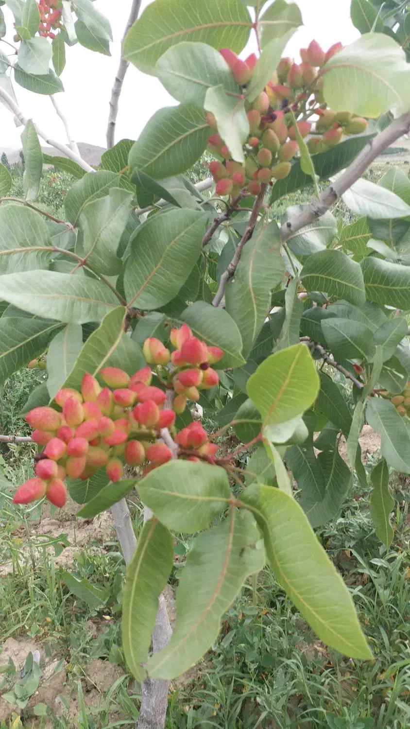 باغ پسته|فروش زمین و ملک کلنگی|انزل, |دیوار