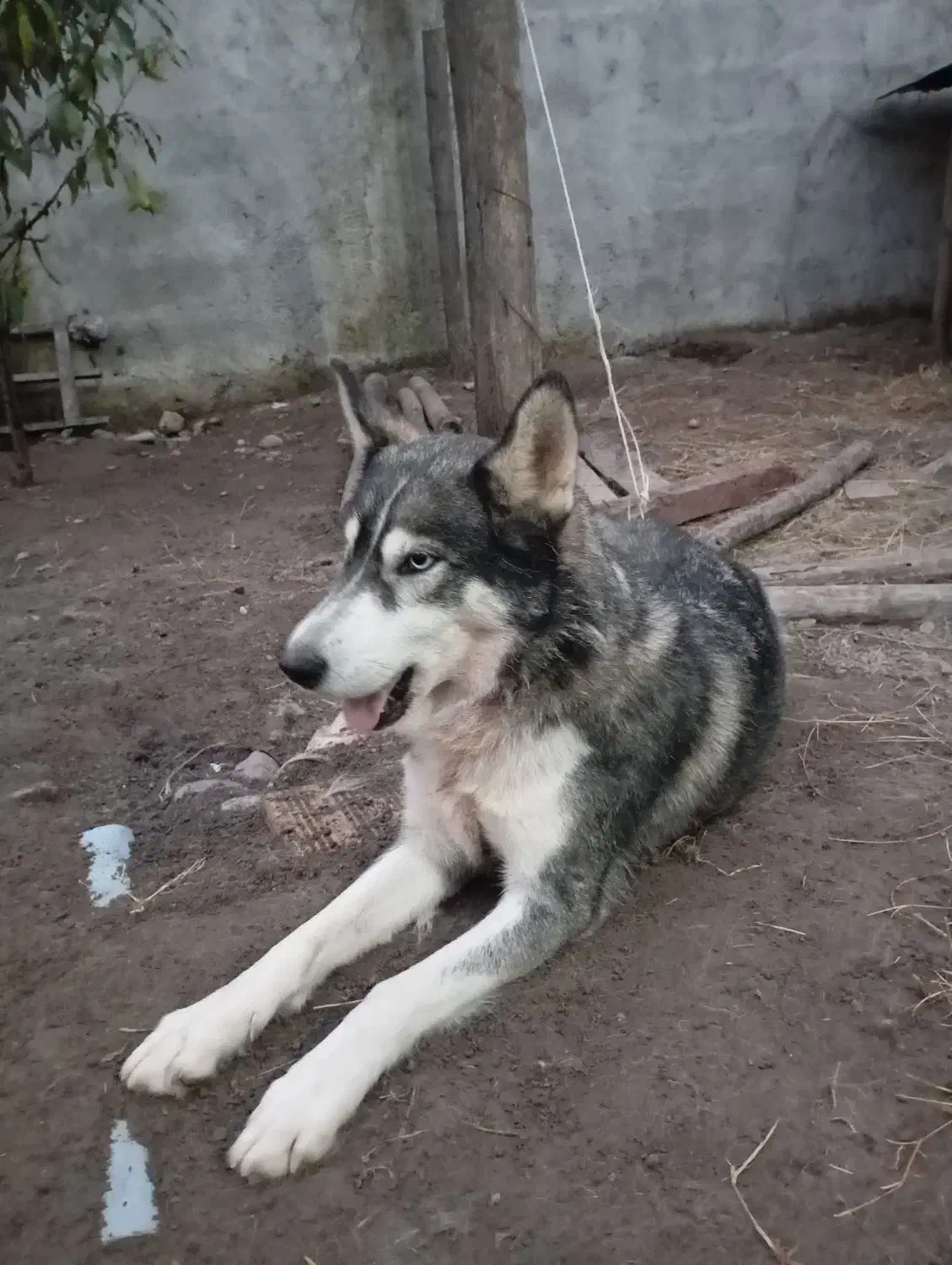 هاسکی اصیل ماده یک ساله|سگ|سنگر, |دیوار