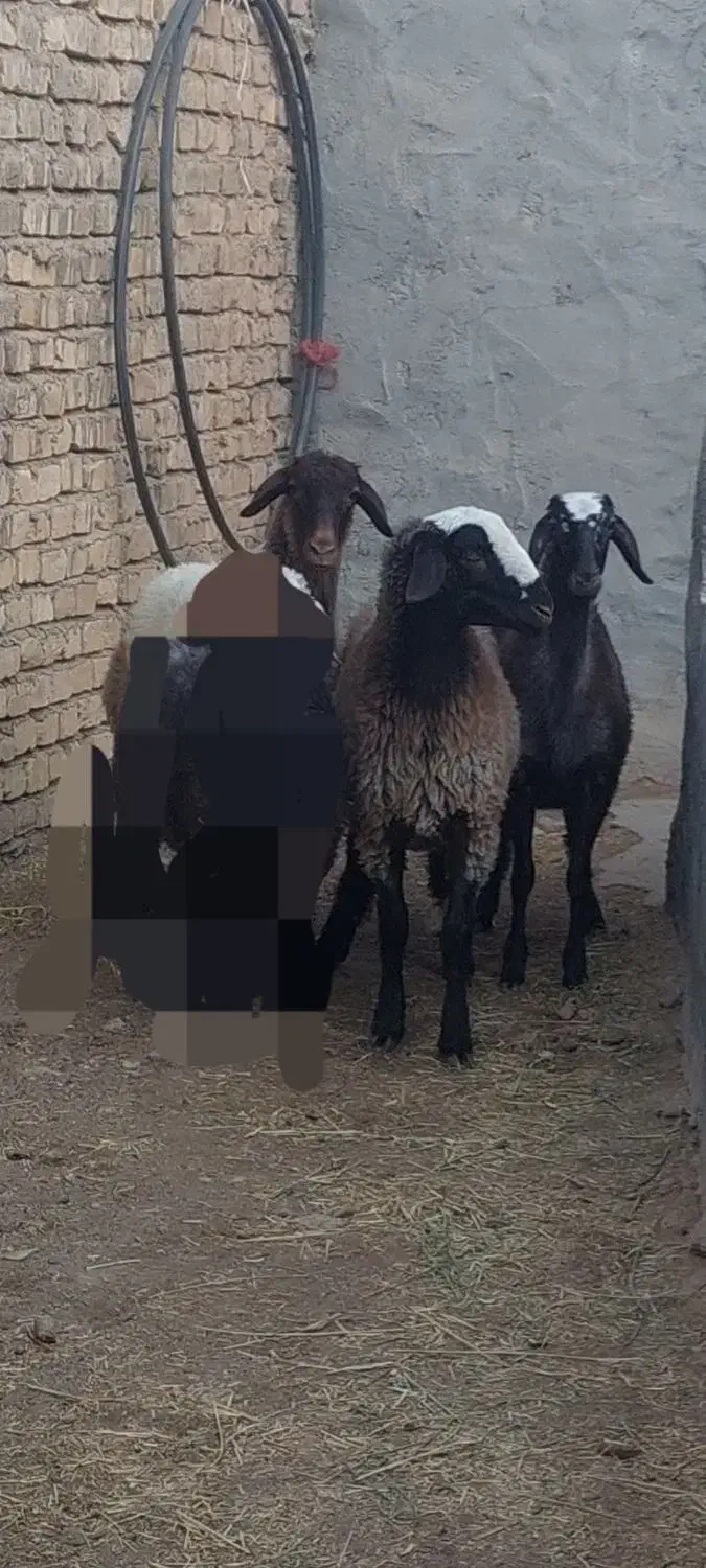 بره ماده دورگ شال|حیوانات مزرعه|مهریز, |دیوار