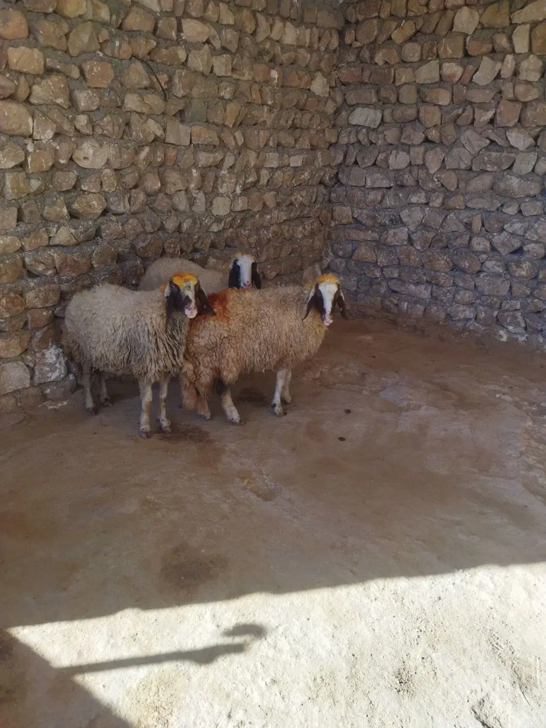 بره ماده|حیوانات مزرعه|اسلام‌‌آباد غرب, |دیوار