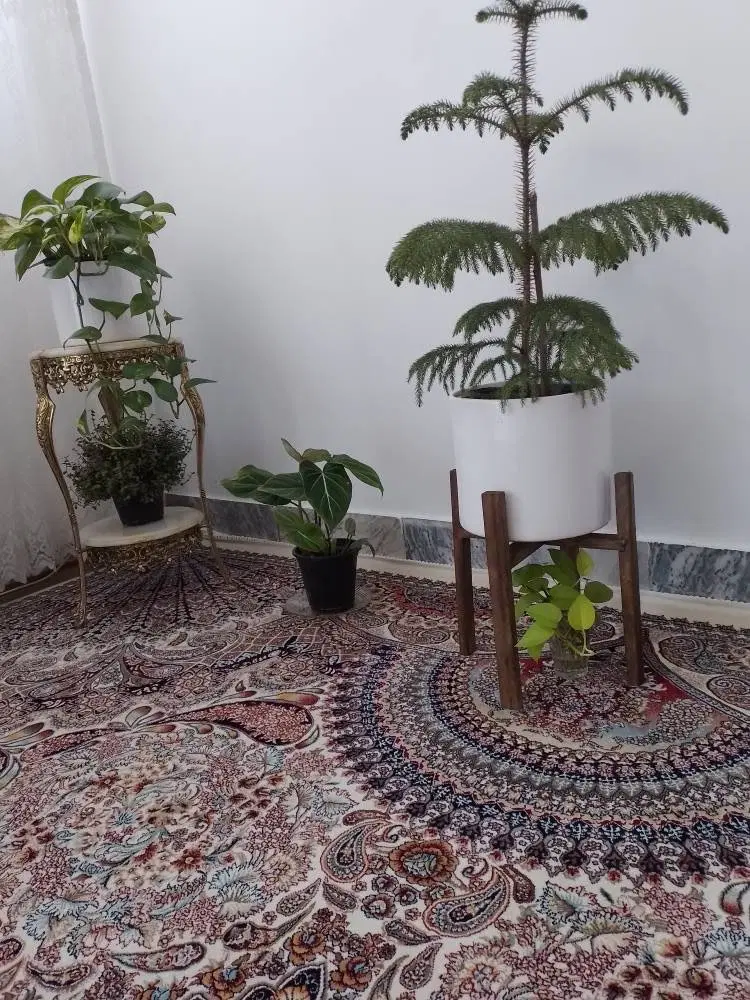 استند|گل و گیاه طبیعی|بروجرد, |دیوار
