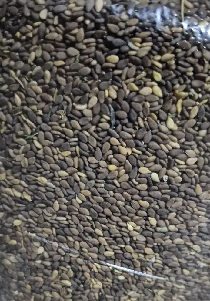 فروش کنجد|خوردنی و آشامیدنی|کامفیروز, |دیوار