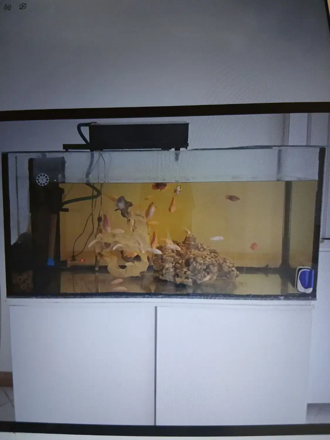 آکواریوم 130 سانتی با قابلیت آب شور|ماهی|پردیس, فاز ۴|دیوار