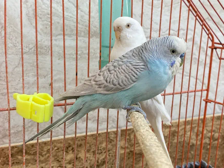 مرغ عشق|پرنده|بهبهان, |دیوار