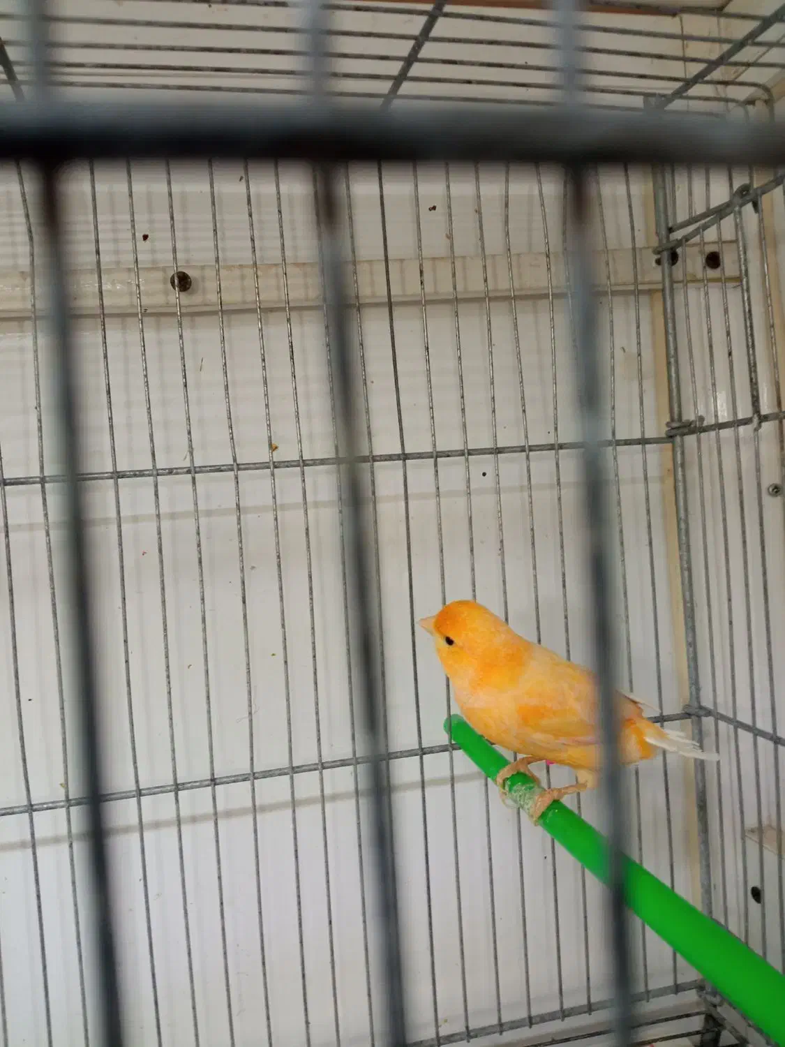 جفت قناری|پرنده|بیرجند, |دیوار