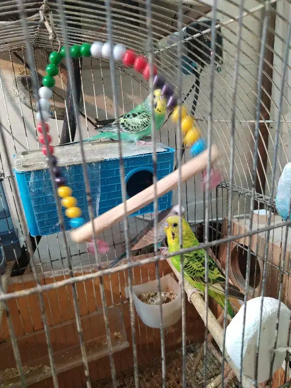 مرغ عشق خاص|پرنده|بندر ماهشهر, |دیوار